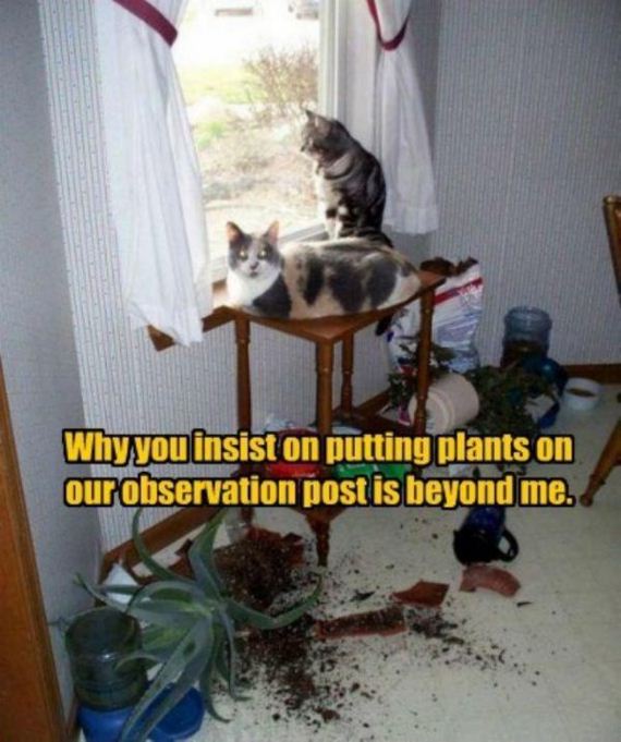 cat-saturday-27-photos
