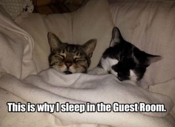 cat-saturday-27-photos