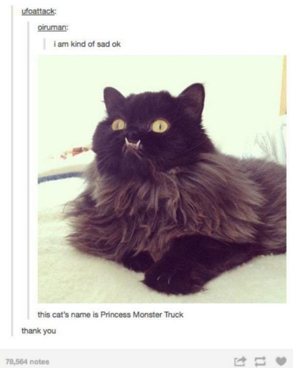 cat-saturday-27-photos