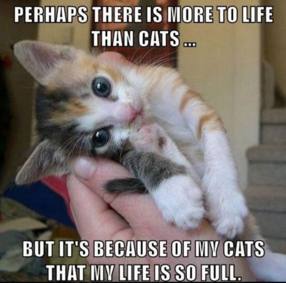 cat-saturday-27-photos