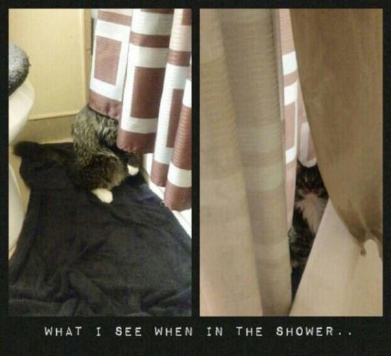 cat-saturday-27-photos