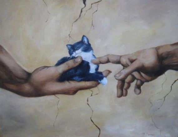 cat-saturday-27-photos