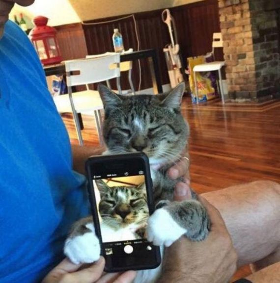 cat-saturday-27-photos