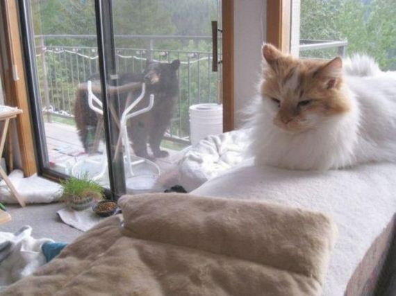 cat-saturday-27-photos