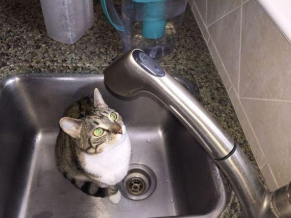 cat-saturday-27-photos