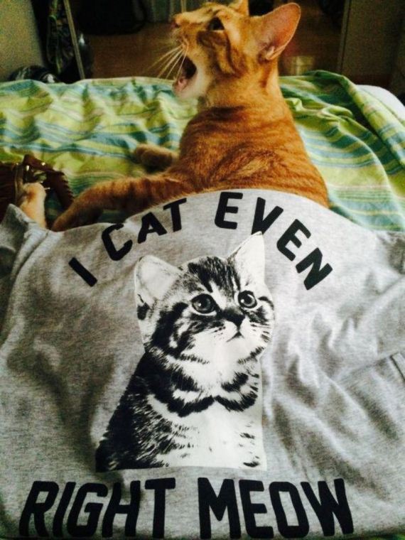 cat-saturday-27-photos