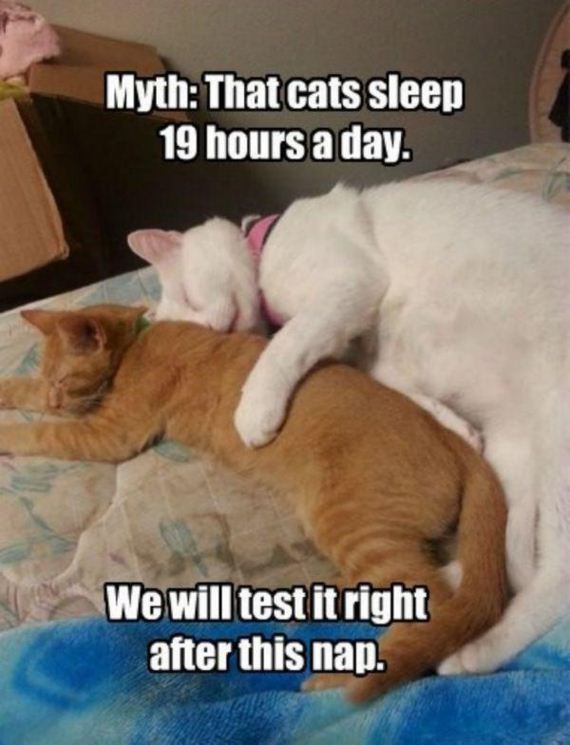 cat-saturday-27-photos