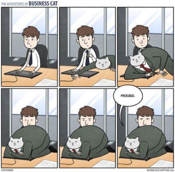 cat-saturday-27-photos