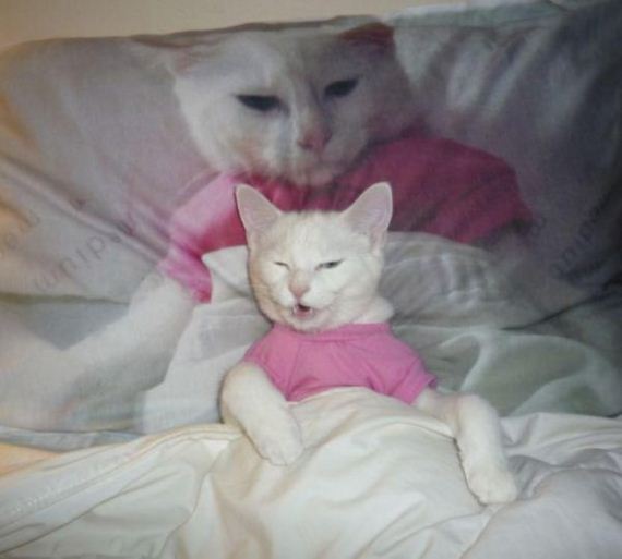 cat-saturday-27-photos