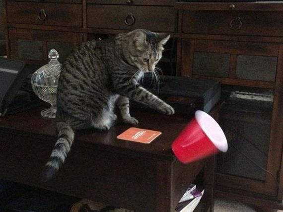 cat-saturday-27-photos