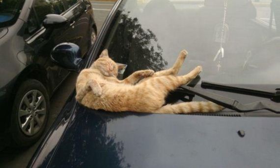 cat-saturday-27-photos