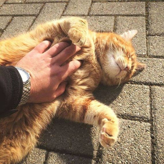 cat_gives_out_hugs
