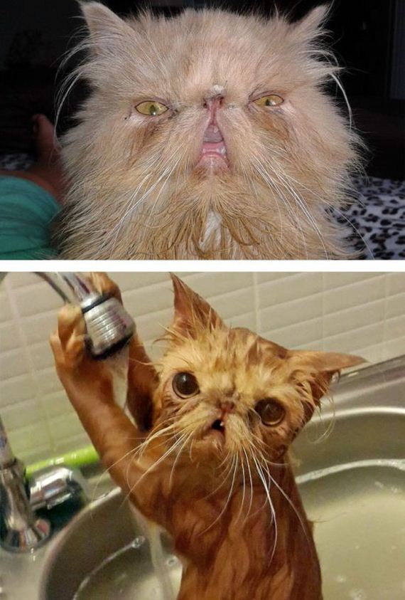 cats_bathed_01