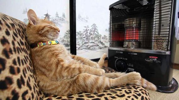 cats_enjoying_warmth
