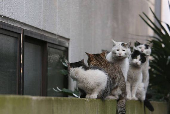 cats_of_tokyo