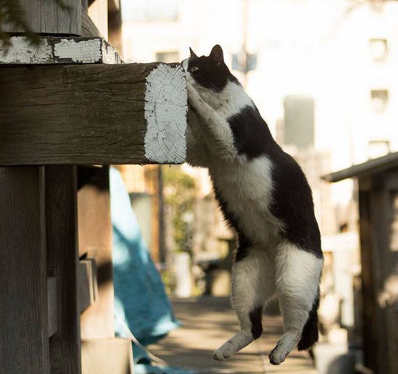 cats_of_tokyo
