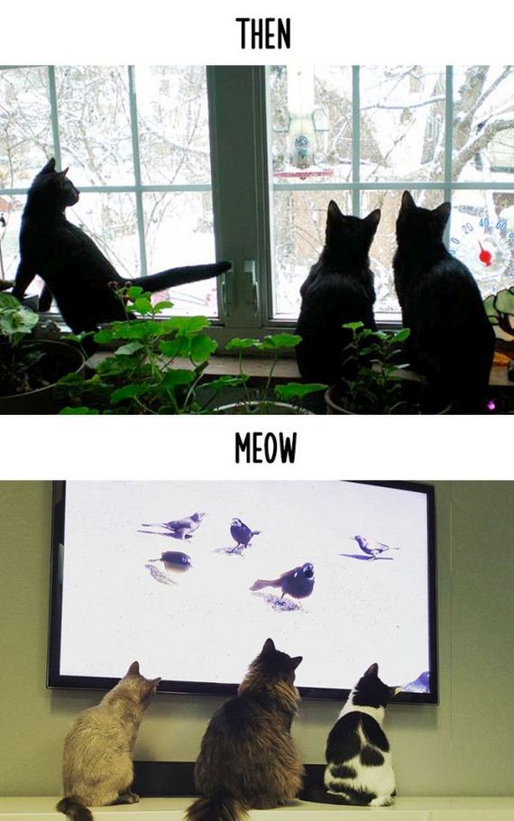 cats_then_now