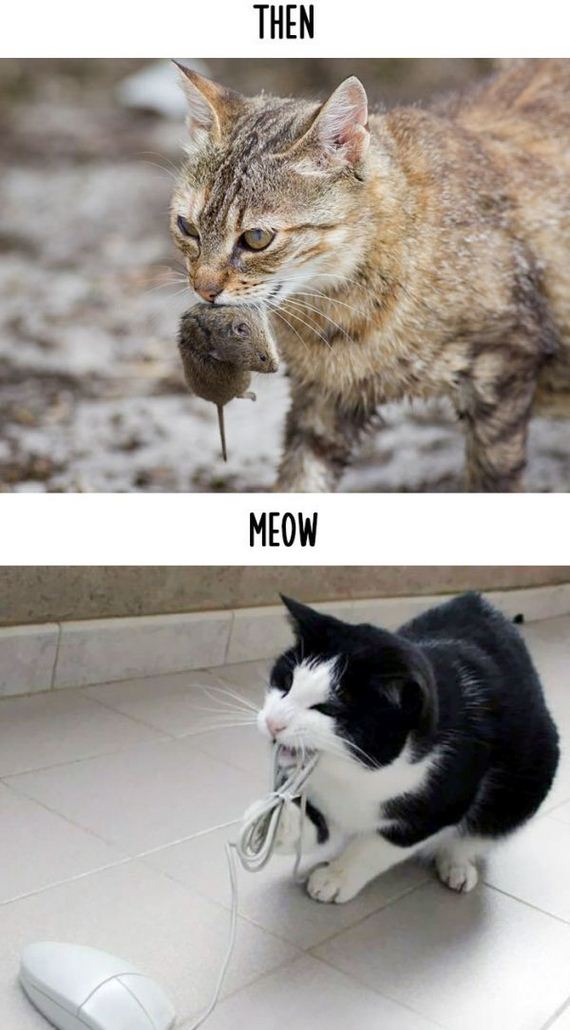 cats_then_now