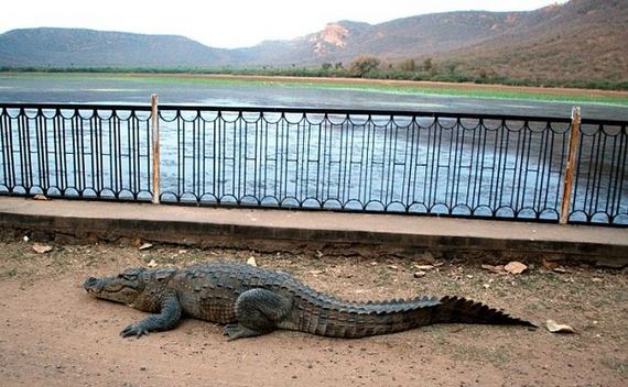 croc_barred_place