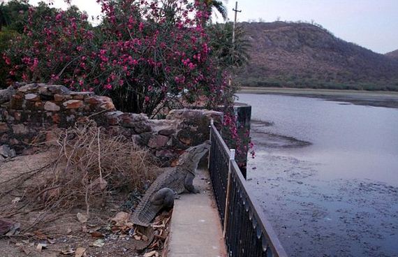 croc_barred_place