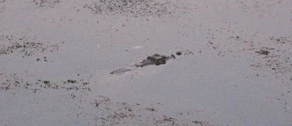 croc_barred_place