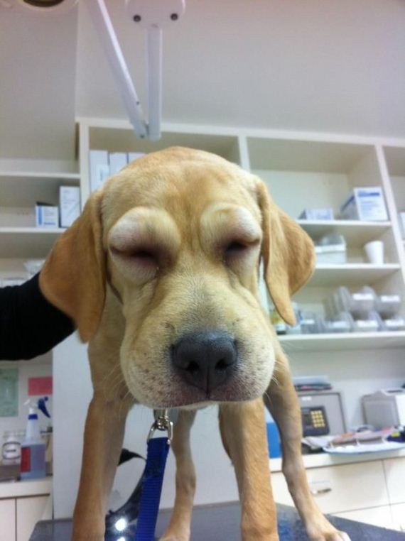 dogs-and-bee-stings-make
