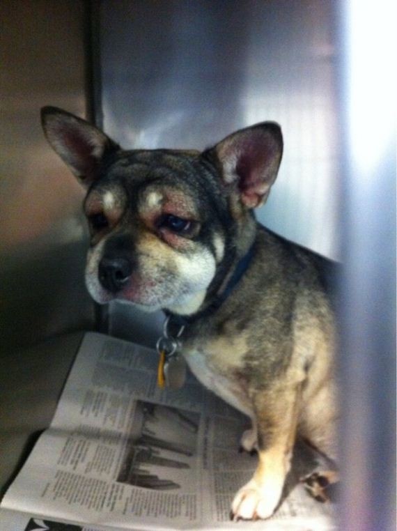 dogs-and-bee-stings-make