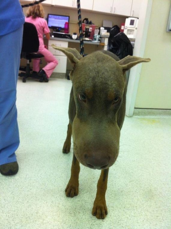 dogs-and-bee-stings-make