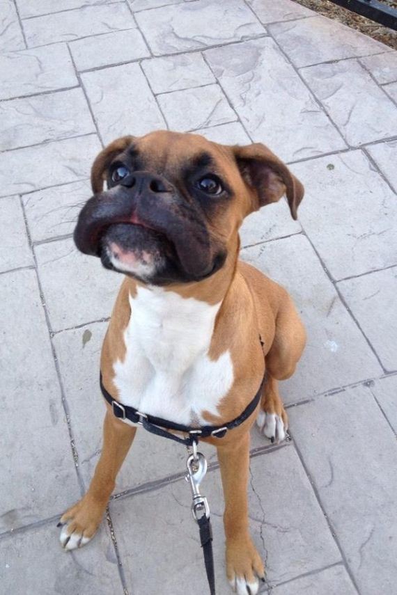 dogs-and-bee-stings-make