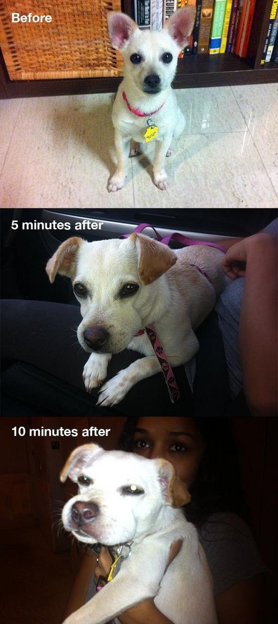 dogs-and-bee-stings-make