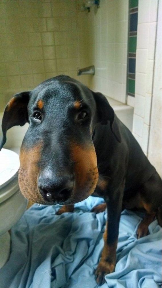 dogs-and-bee-stings-make