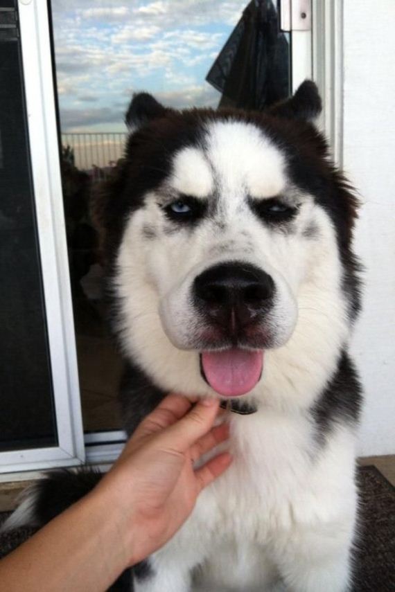 dogs-and-bee-stings-make