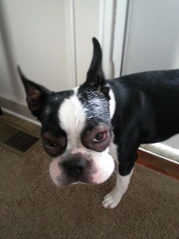 dogs-and-bee-stings-make
