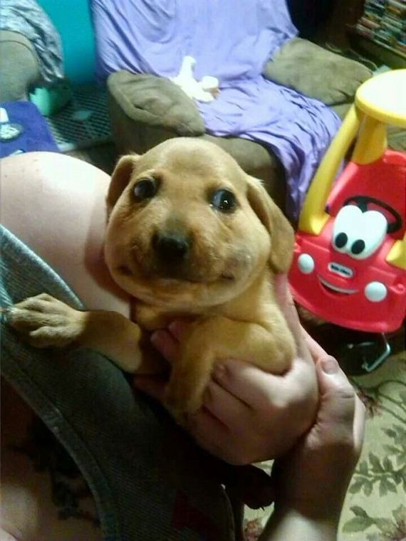 dogs-and-bee-stings-make