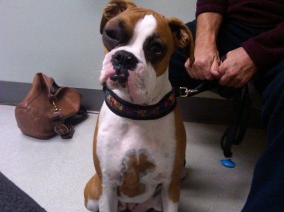 dogs-and-bee-stings-make