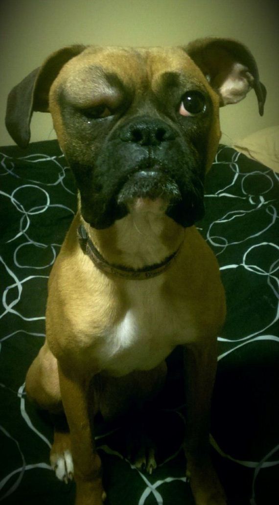 dogs-and-bee-stings-make
