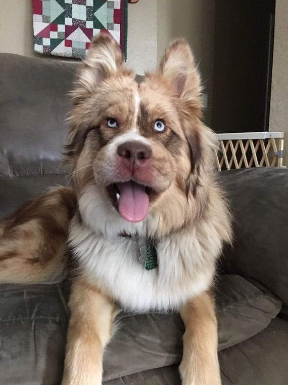 dogs-and-bee-stings-make