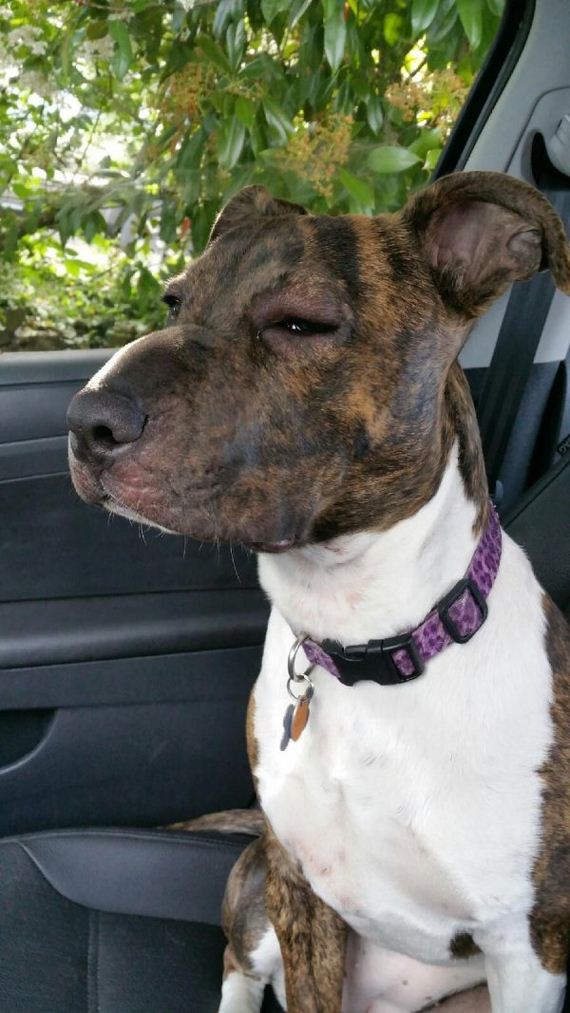 dogs-and-bee-stings-make