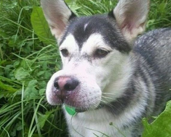 dogs-and-bee-stings-make