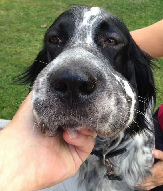 dogs-and-bee-stings-make