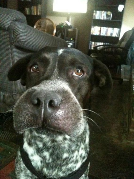 dogs-and-bee-stings-make