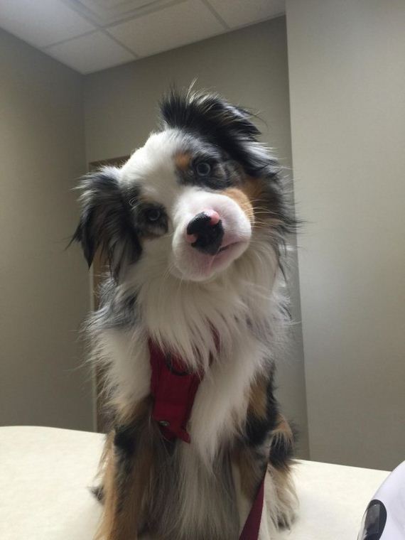 dogs-and-bee-stings-make