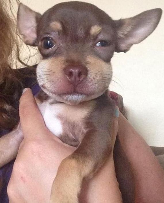 dogs-and-bee-stings-make