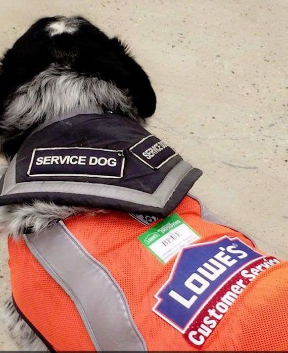 dogs