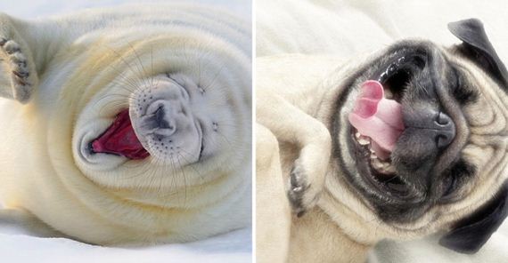dogs_like_seals