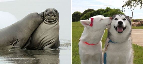 dogs_like_seals