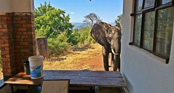 elephant_shot_poachers
