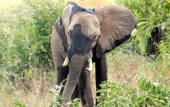 elephant_shot_poachers