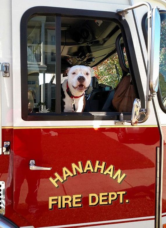 firefighter-dog-burn-victim