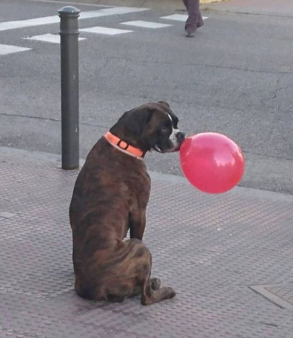 funny-pictures-1176